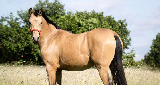 [INFO] Aanvraag topic paarden tekenen #5