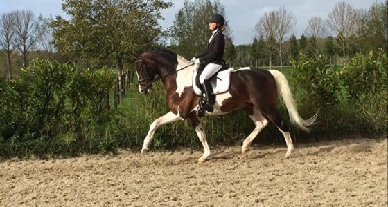 Bonte warmbloed paarden #5