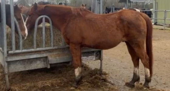 Paardenrusthuis van der Kruis