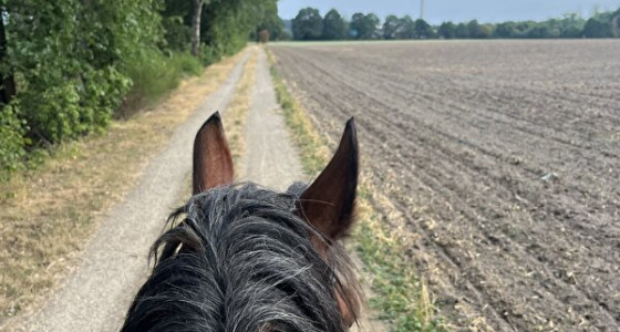 [VOLG] Dexter en Duke, Clydesdales in Limburg