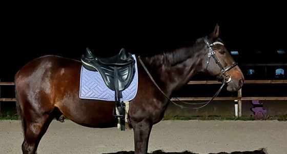 Kramer Paardensport Fans
