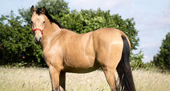 neopreen dressuursingel te koop + ...