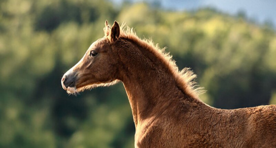 Kletstopic ponyfokkerij