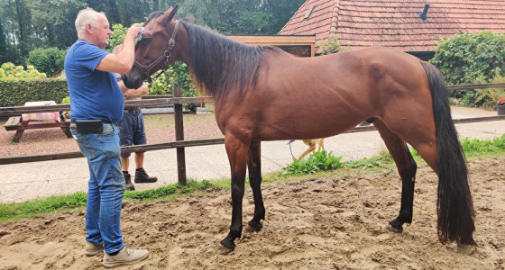 Maak kennis met onze draver Madness