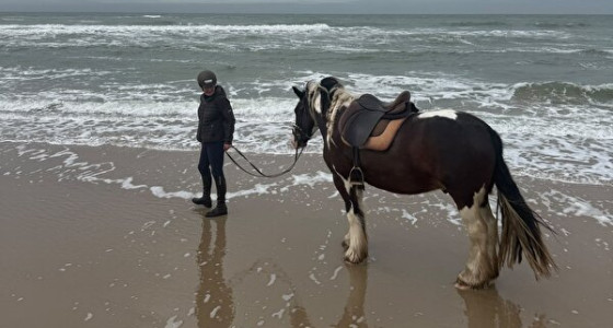 Paarden die in 2023 beleerd gaan worden
