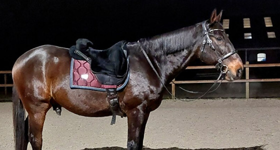 PS of Sweden & Equestrian Stockholm deel 4!!