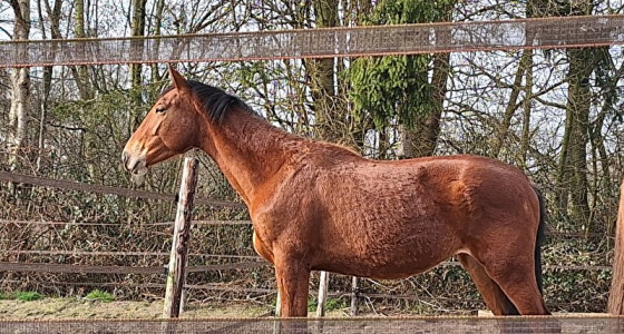 Stal Muronia gaat op naar een '24 Groninger veulentje
