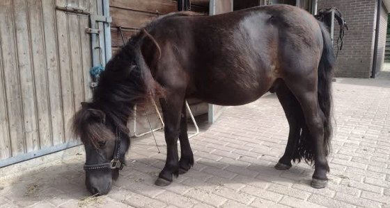 Iberische paarden in de schijnwerpers #2