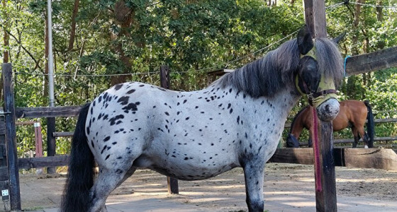 [VOLG] Nicky, de kleine stippelpony