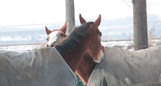 Kletstopic 2024 veulens