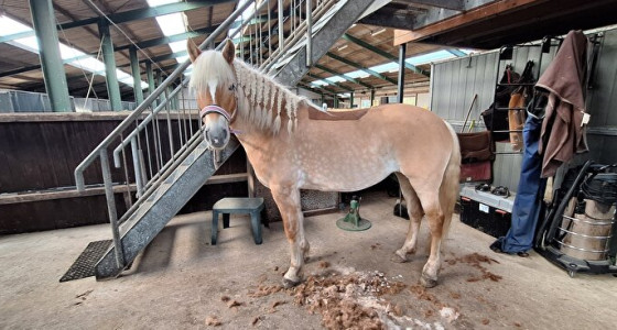 [volg] arthrodese kroongewricht