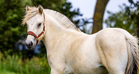 Fjord Olaf door Paard&Picture