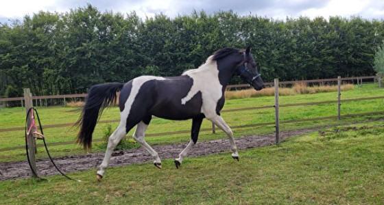 [VOLG] Drakenpony's in de achtertuin