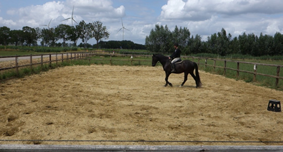Volg je paard in 2025!