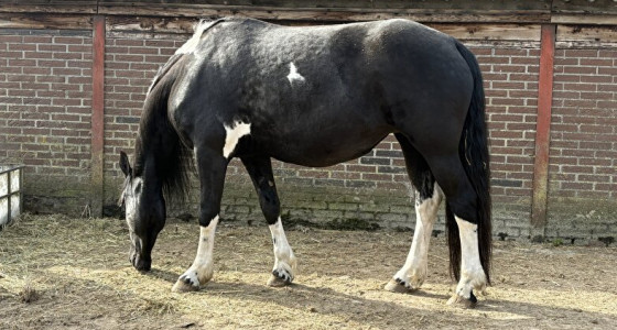 [VOLG] Goud en gevlekte Friese kruisingen verwacht!