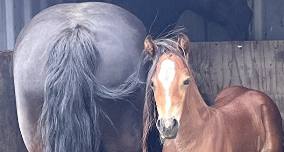 [volg] (drachtige) Welsh cob merrie Magic