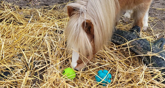 Speurwerk met je paard