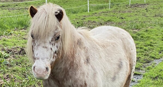 Paarden met EMS, beheer, voer, ondersteuning.