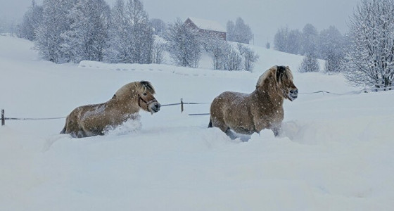 Een jaar met verdriet maar ook heel veel paarden plezier.