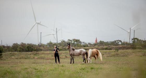 De Paso Fino vastleggen in Puerto Rico (Equine Legacy Project)
