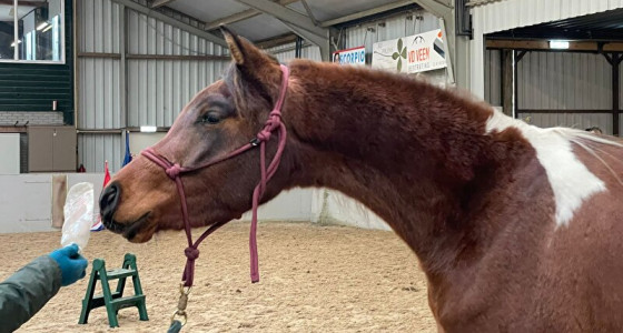 Paarden die in 2026 beleerd gaan worden