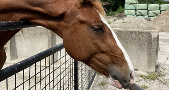 Frederiksborger Lina, de broekzak vos