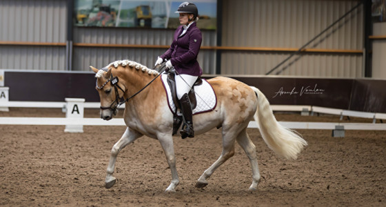Een jaar lang plezier met haflinger Sterlyn