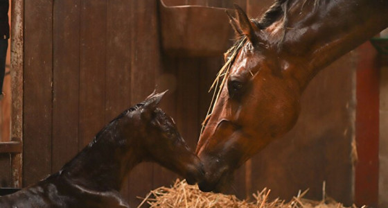 [KS-MK] 'Oma' wordt echt (en nep) oma in 03&04 '26