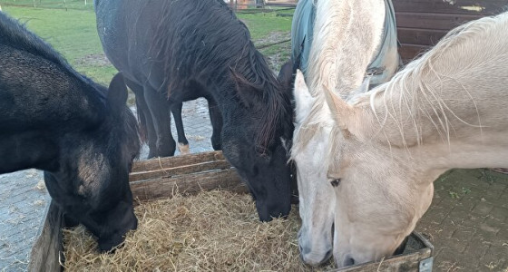 [BLOG] Joe's struggles in paardenparadijs: Verhuizen