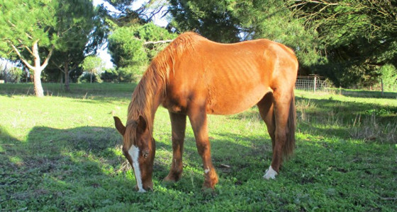 [FOTO]Kerst is in aankomst, paardentehuis in Portugal