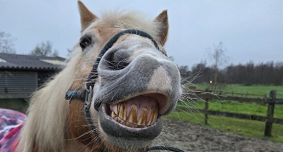 Een jaar van veranderingen voor mijn Pretletter.