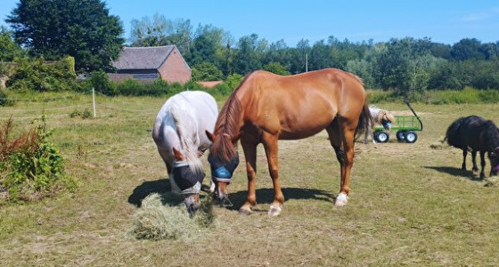 In een jaar van 2 naar 6 paarden/pony's