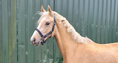 Ontmoet mijn speciaaltje; Palomino Giorgo Della Mama