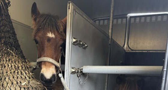 Koop je veulen van een foto…