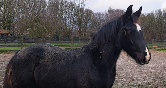 Dit mooie Groninger veulen is dit jaar geboren op de kinderboerderij