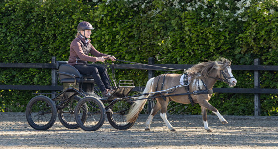 Weer heerlijk genoten van mijn lieve paardjes