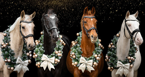 Kerstshoot amhorses