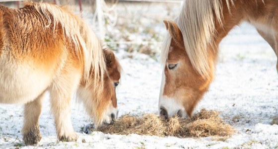 Jim: gefeliciteerd met je 21e verjaardag!