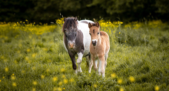 JL minipaarden verwacht 10 veulentjes in 2026