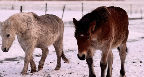 Show je koudbloed paard!
