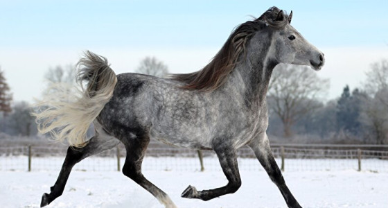 Arabische schoonheden in de sneeuw