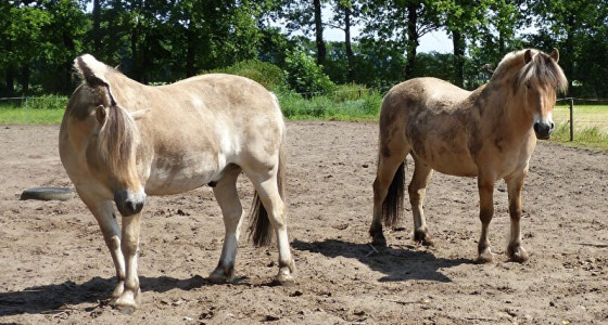 Sjokoprins! Dat is andere koek! (deel 6)