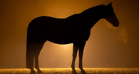 _yvonne vond haar droompaard op Bokt