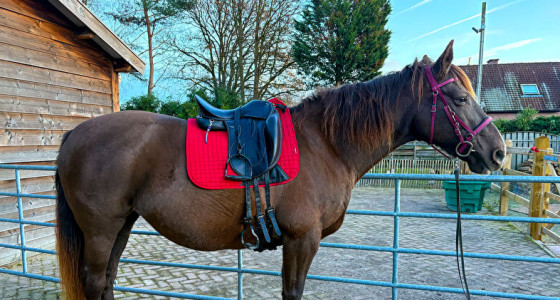 Rocky Mountain horse