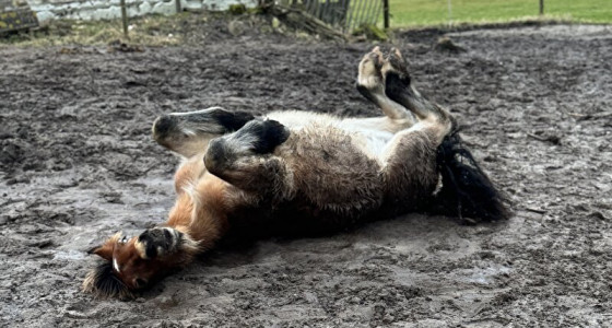 Dat krijg je ervan als je een paard in Zweden koopt…