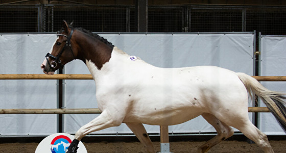 Het Dikke Buiken Topic 2027