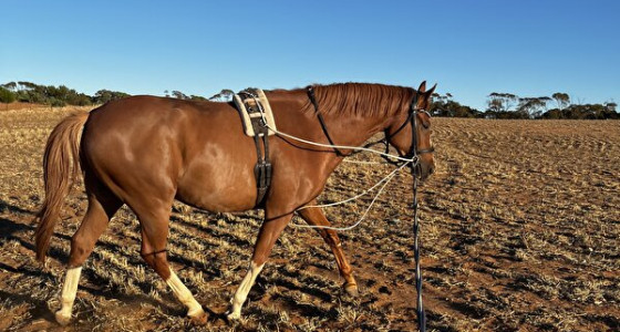 [Blog] Ons leven in Australië: Een nieuwe plek.