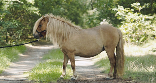 We gaan weer voor 2 miniveulens in 2026!