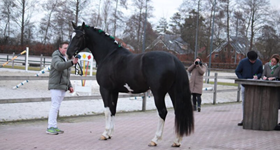 Hengstenkeuring het Groninger Paard 2026