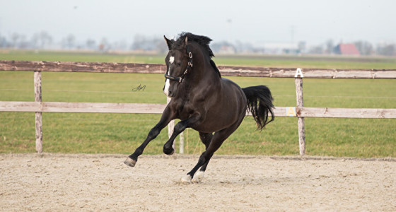 Tikitaronica (v. Next Level) klaarmaken voor de keuring [volgtopic]